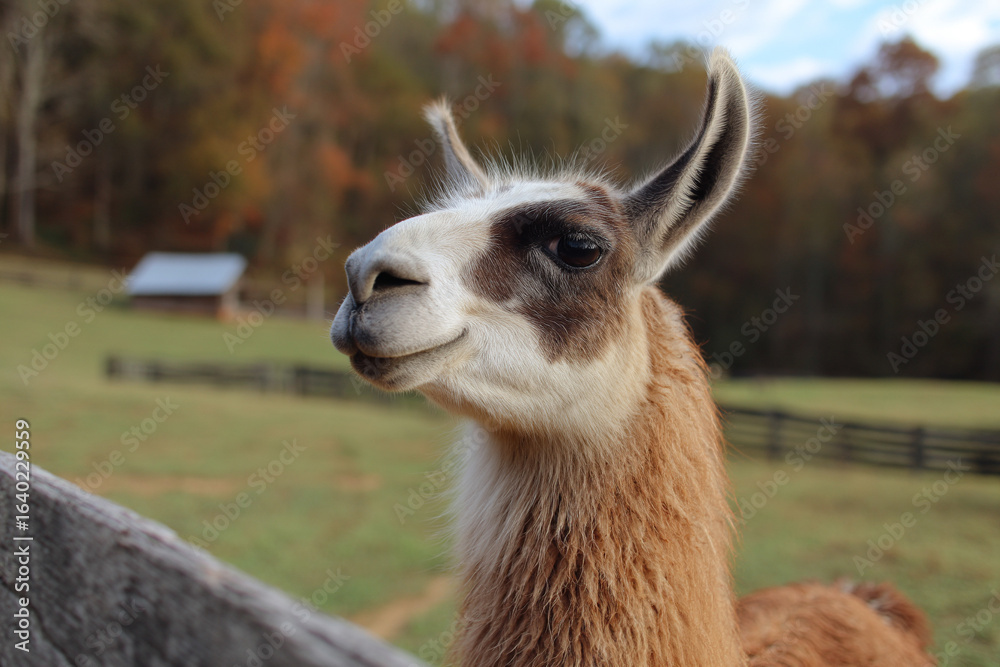 Obraz premium A llama gazing thoughtfully into the distance from a high vantage point, appearing serene and contemplative on the farm.