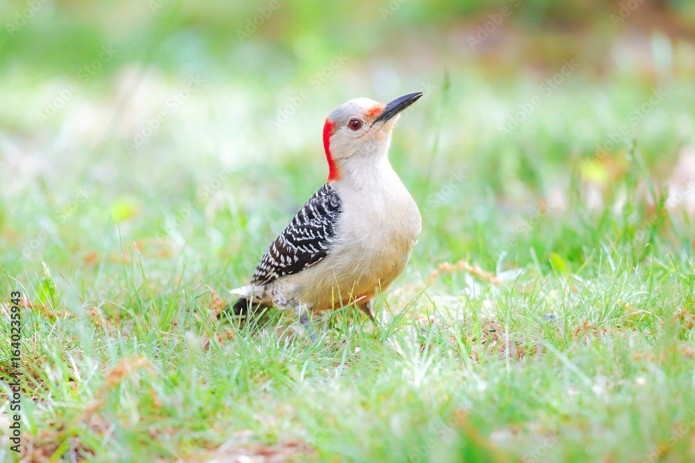 Obraz premium Female Red-bellied woodpecker in grass