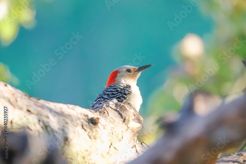 Female Red Belllied Woodpecker 