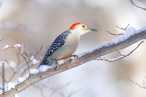 Red Bellied Woodpecker on Snowy Tree