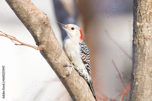 Female red-bellied woodpecker in tree
