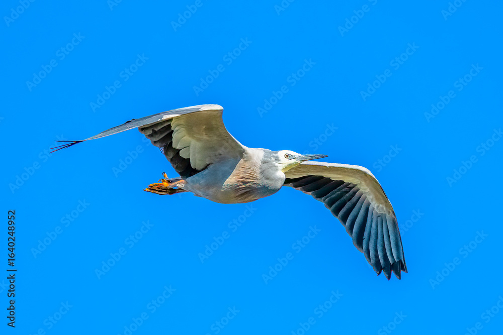 Obraz premium White-faced heron flying in the blue morning sky