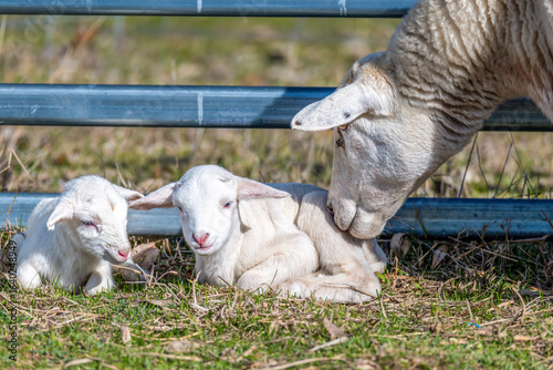 Sheep on the farm - 1 day old Australian White twin lambs and ewe