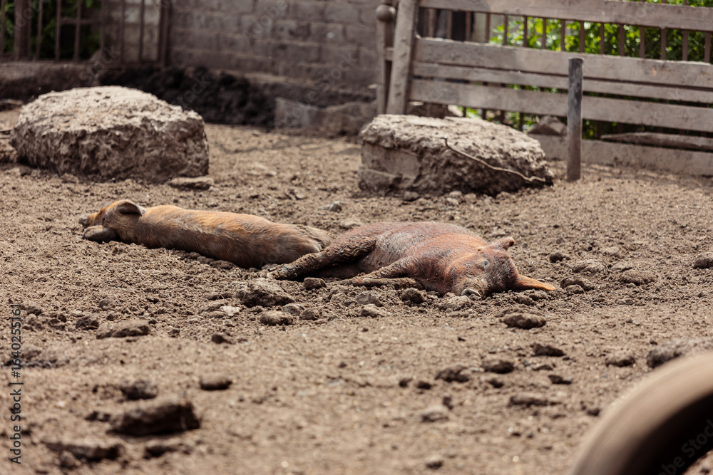Fototapeta premium Piglets lay sleeping in a pens on a sunny summer day