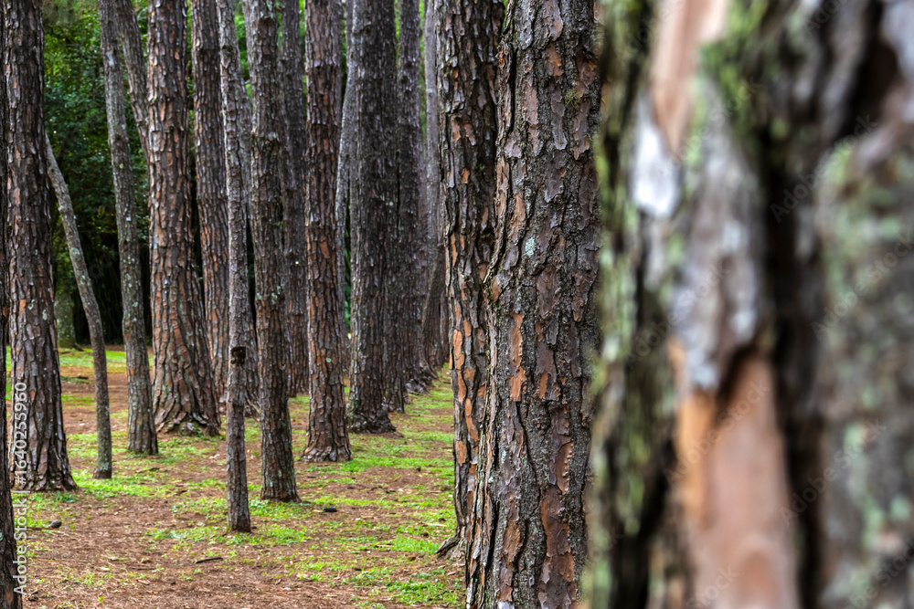 Fototapeta premium Rows of pine tree trunks with rough bark in a clean forest setting, showing symmetry and texture. Ideas for themes like forestry, botany, and sustainable landscapes