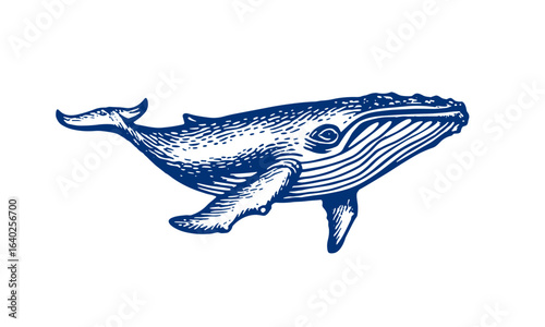 Blue Whale Vector Illustration Vintage Engraving Style