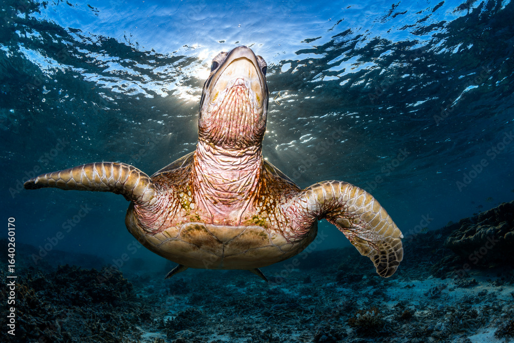 Obraz premium A green sea turtle glides gracefully over a coral reef in the clear waters of Lady Elliot Island, Queensland, Australia.