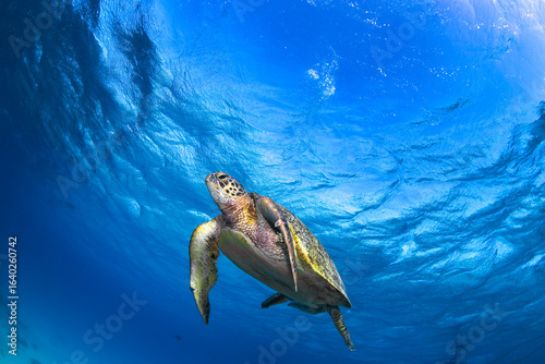 A green sea turtle glides gracefully over a coral reef in the clear waters of Lady Elliot Island, Queensland, Australia.