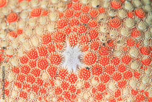 Detail of the texture in the central area of a starfish in the Atlantic Ocean