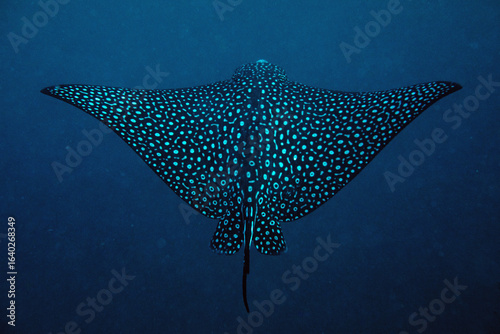 Fotografia An iconic Spotted Eagle Ray gliding in the blue ocean depths above a tropical reef