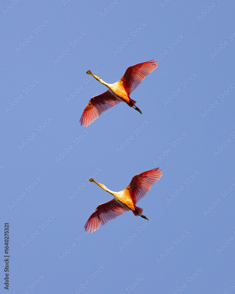 Fototapeta premium Two Spoonbills flying high in the sky