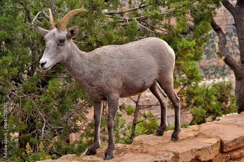 Obraz premium wild horned goats taking over a viewpoint