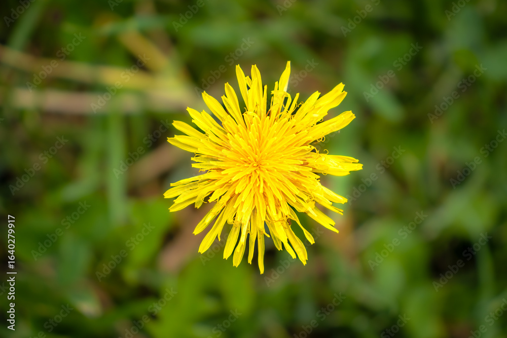 Macro shot of a vibrant yellow dandelion flower in full bloom, captured against a soft green blurred background, highlighting its delicate petals and natural beauty. Macro shot of a vibrant yellow dandelion flower in full bloom, captured against a soft green blurred background, highlighting its delicate petals and natural beauty.
