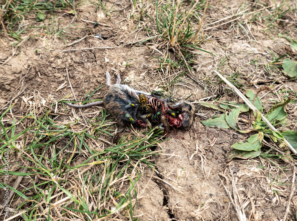 Obraz premium Insects feast on a dead mouse slow motion