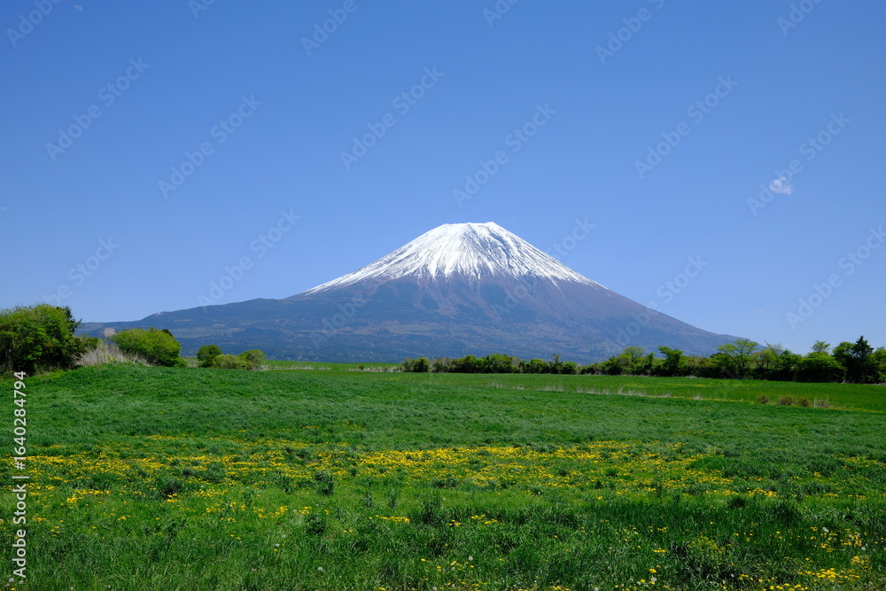 Fototapeta premium Mount Fuji with Spring Rapeseed Field
