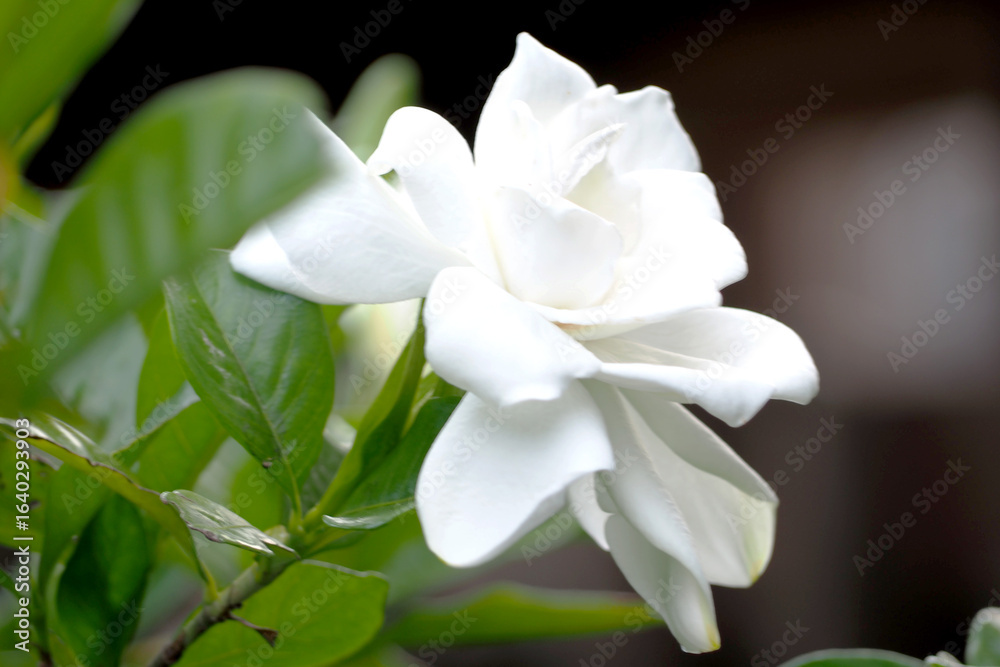 Obraz premium 七月のくちなしの花