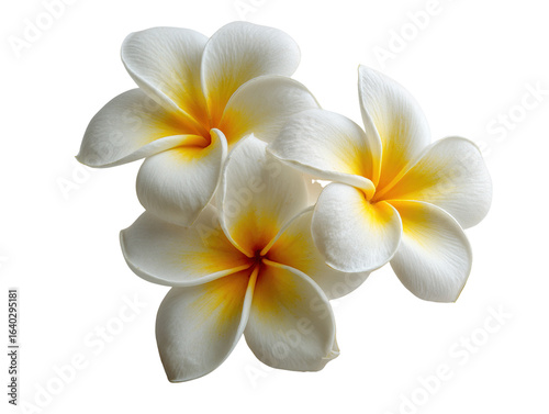 Elegant plumeria flowers with delicate white petals and golden centers against black