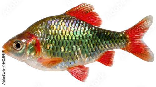 Radiant Beauty: Capture a captivating portrait of a shimmering, vividly colored fish, showcasing its scales and fins in exquisite detail. The underwater wonder, its beauty undimmed.