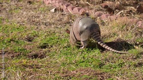Hungry Nine-banded Armadillo looking for food in daylight in a garden in winter