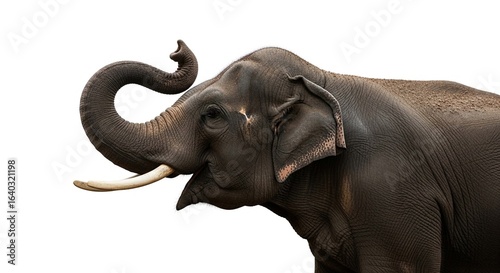 Side profile of a majestic Asian elephant with its trunk curled up, isolated on a white background.