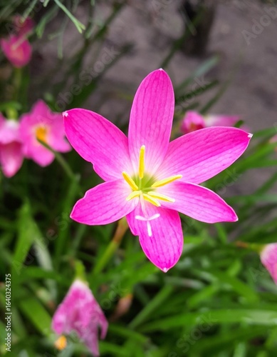 pink flower