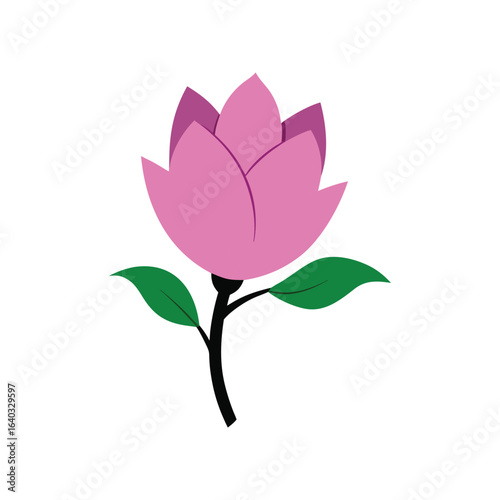 Magnolia isolated on white