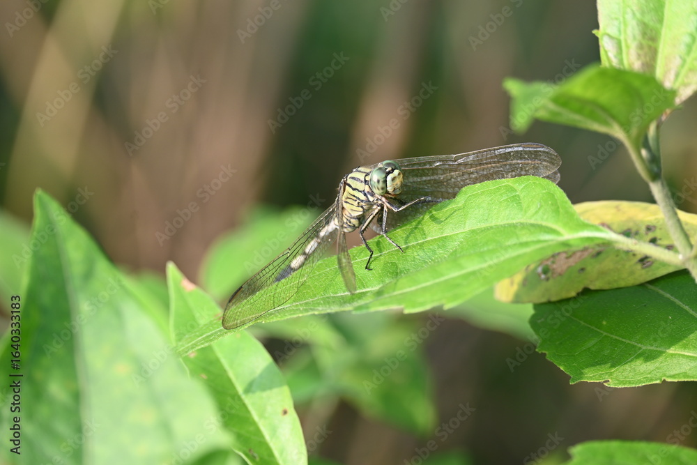 Fototapeta premium Orthetrum sabina dragonfly. Its common names &nbsp;slender skimmer and &nbsp;green marsh hawk. This &nbsp;is a species of&nbsp;dragonfly&nbsp;in the&nbsp;family&nbsp;Libellulidae. 