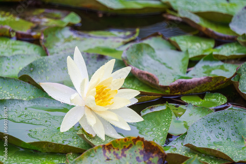 Wallpaper Mural 夏の雨降りの池　ハスの花や葉が水滴に濡れる91 Torontodigital.ca