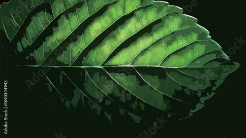 A leaf is shown in a close up, with the veins and the leaf's texture clearly visible. Concept of calm and tranquility, as the leaf appears to be resting peacefully in the dark