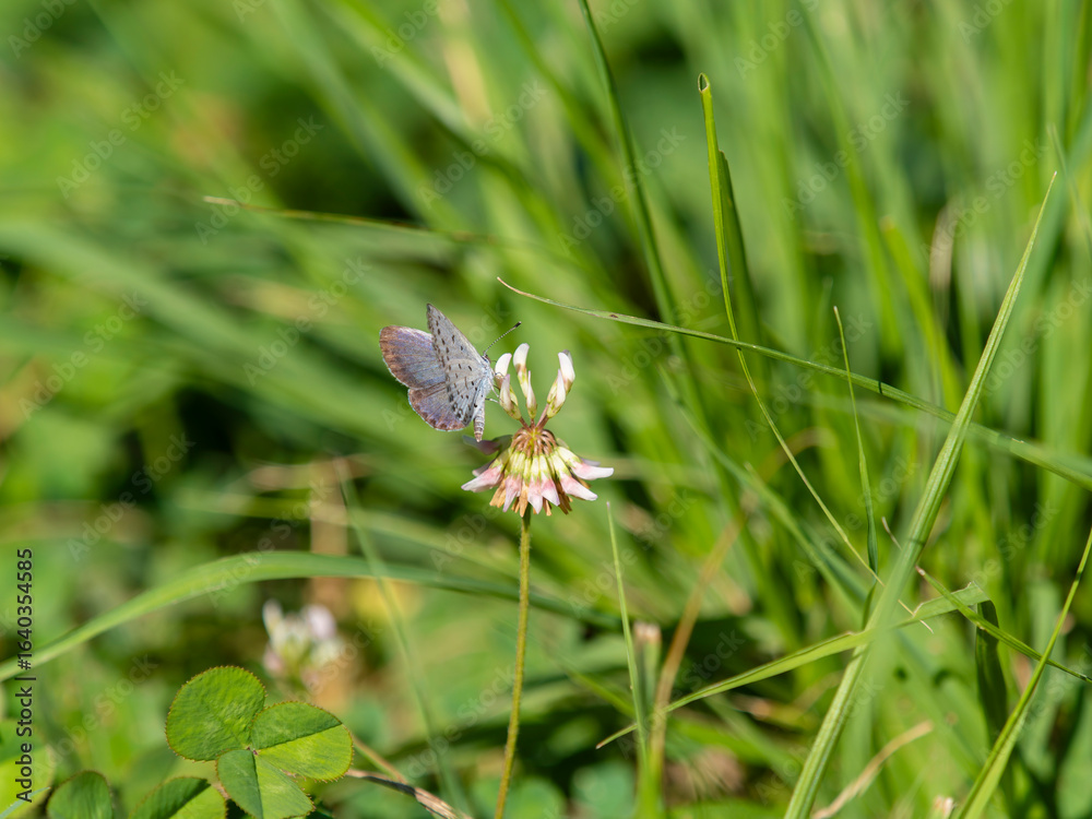 Obraz premium シロツメクサの花の蜜を吸うヤマトシジミ