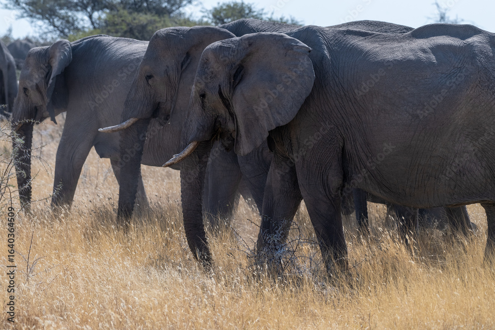 A herd of African Elephants -Loxodonta Africana- grazing on the plains of Etosha National Park, Namibia. A herd of African Elephants -Loxodonta Africana- grazing on the plains of Etosha National Park, Namibia.