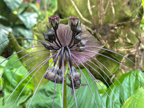 Black Bat Flower (Tacca chantrieri), Singapore