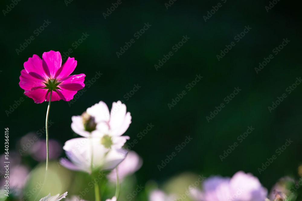 Single Pink Cosmos Flower Against Dark Background Single Pink Cosmos Flower Against Dark Background