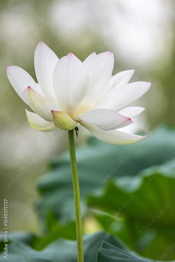 Fototapeta premium Elegant White Lotus in Full Bloom