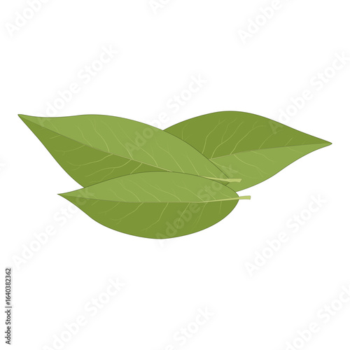 Green bay leaves on white background