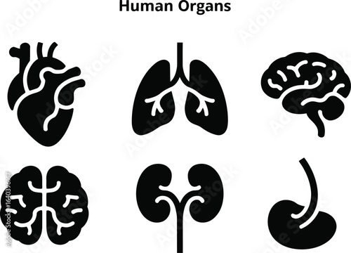 Human organs black silhouette
