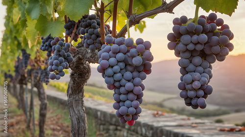 Dark grapes ripening on the vine in a hilly vineyard.