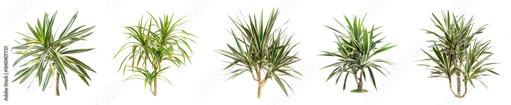 Fototapeta premium Collection of Diverse Dyckia Plants