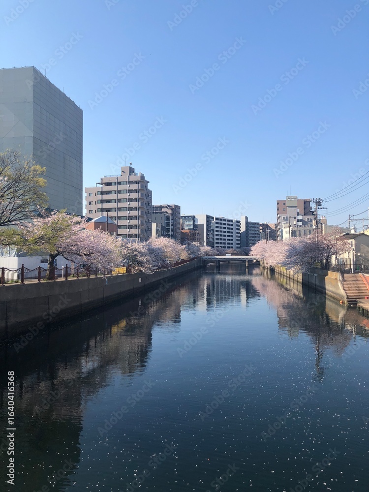 桜並木 桜並木