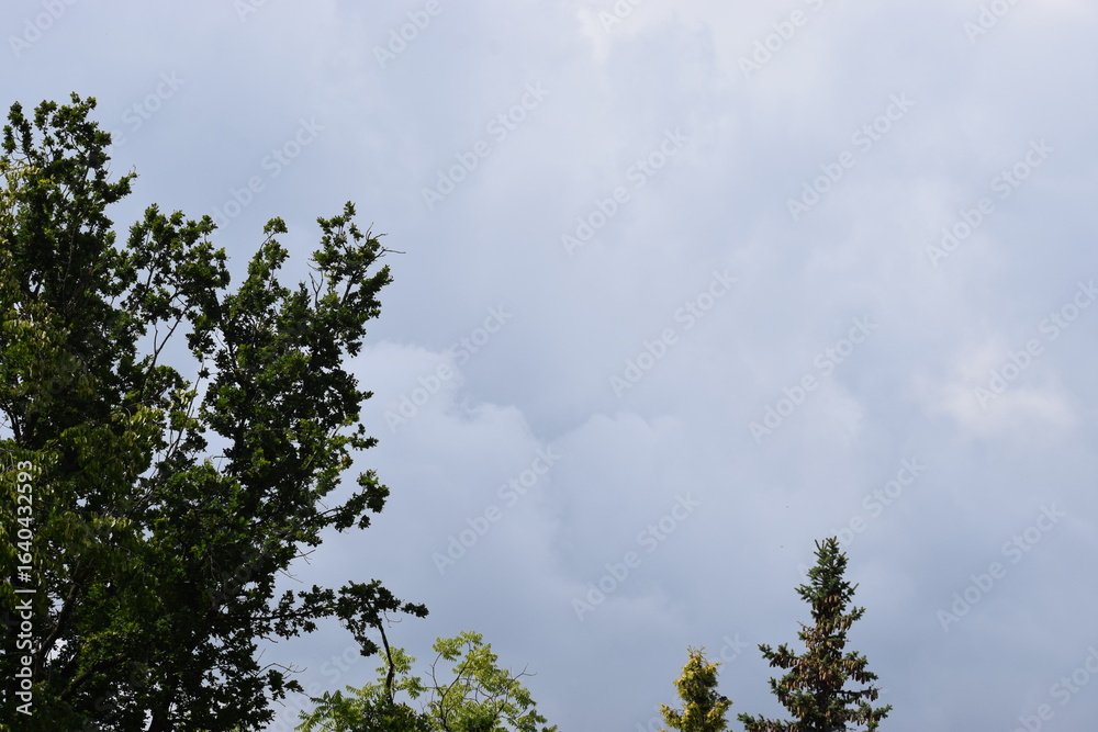Obraz premium The photo shows a view of the sky and treetops, which are part of nature.