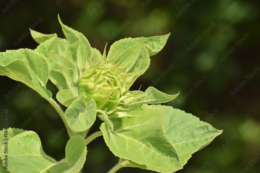 Obraz premium in the photo a sunflower bud