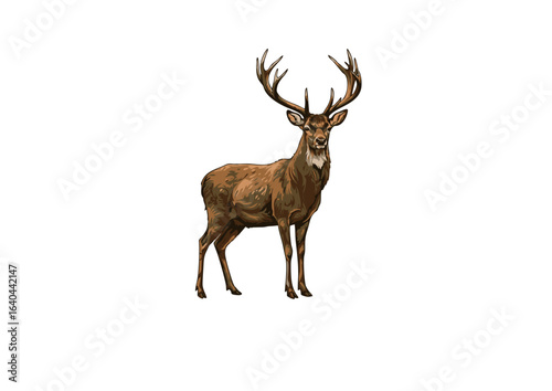 Majestic stag illustration of a proud red deer with large branching antlers, isolated on a white background representing wildlife.