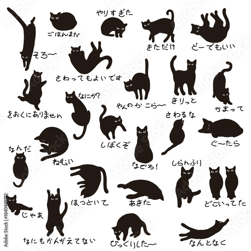 A collection of unique and interesting cat images,