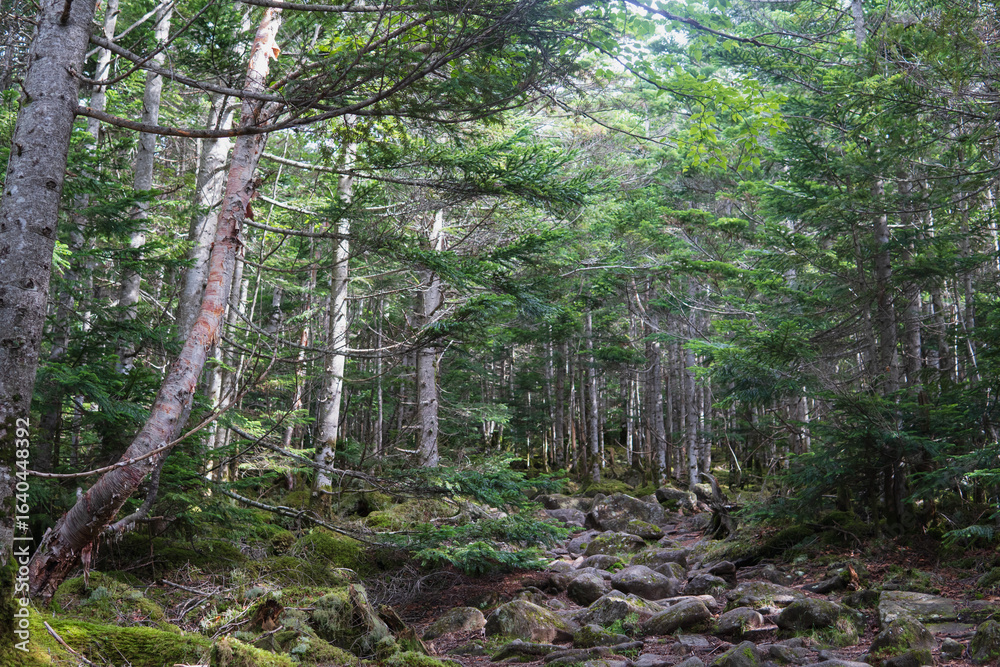 Obraz premium 日本：茶臼山／中小場へ続く森の中の登山道【北八ヶ岳】長野県茅野市