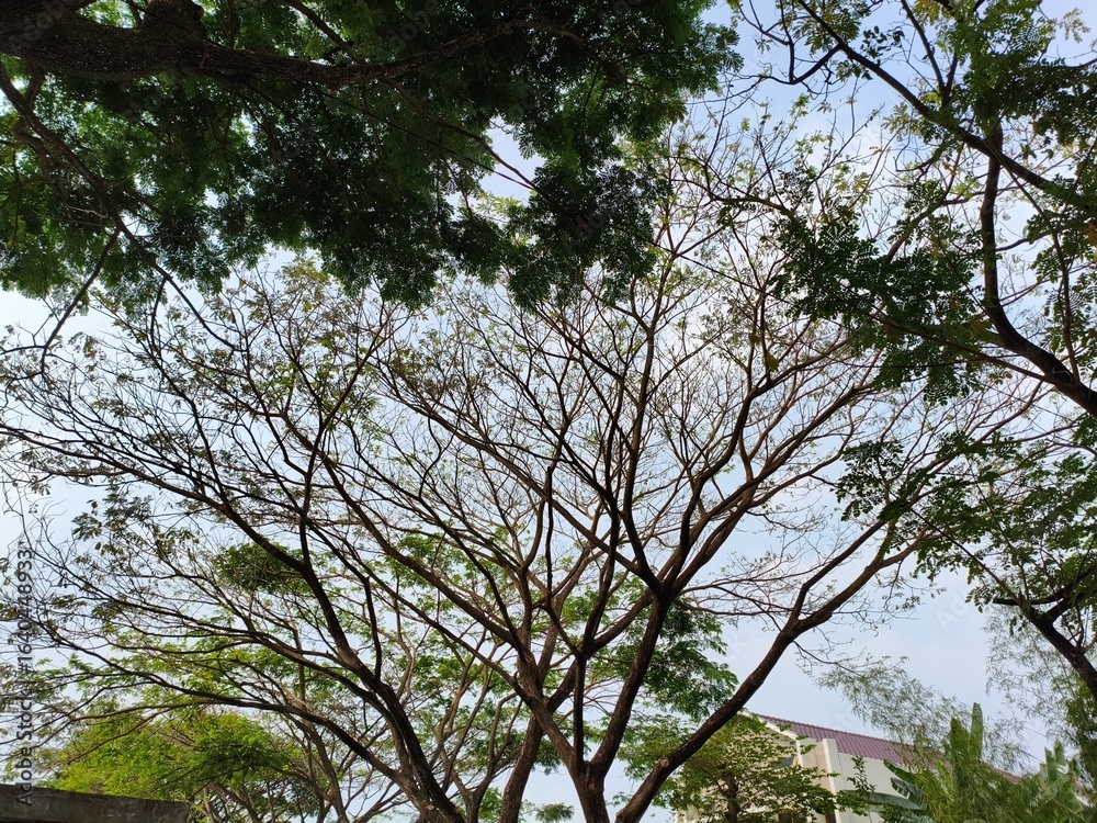 Fototapeta premium trees and sky