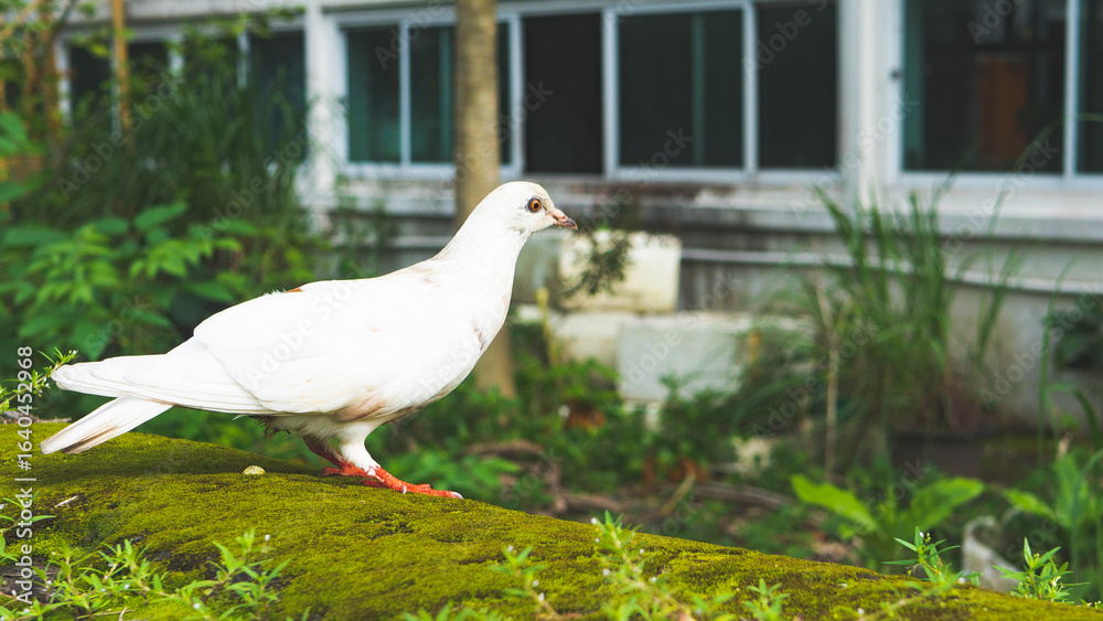 Obraz premium white dove on a street in thailand chiang mai close up 