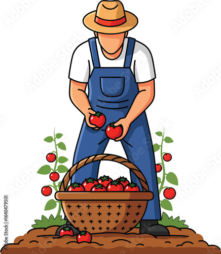 Farmer harvesting ripe tomatoes into a basket in a garden.