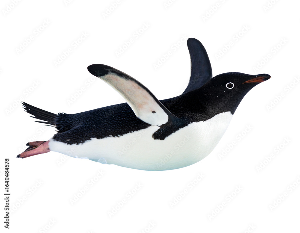 Fototapeta premium Playful penguin sliding belly first on ice isolated on transparent background PNG