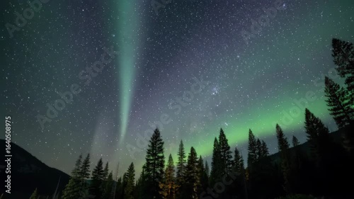 Aurora Borealis Green and Purple with Milky Way Above Pine Forest – Seamless Loop