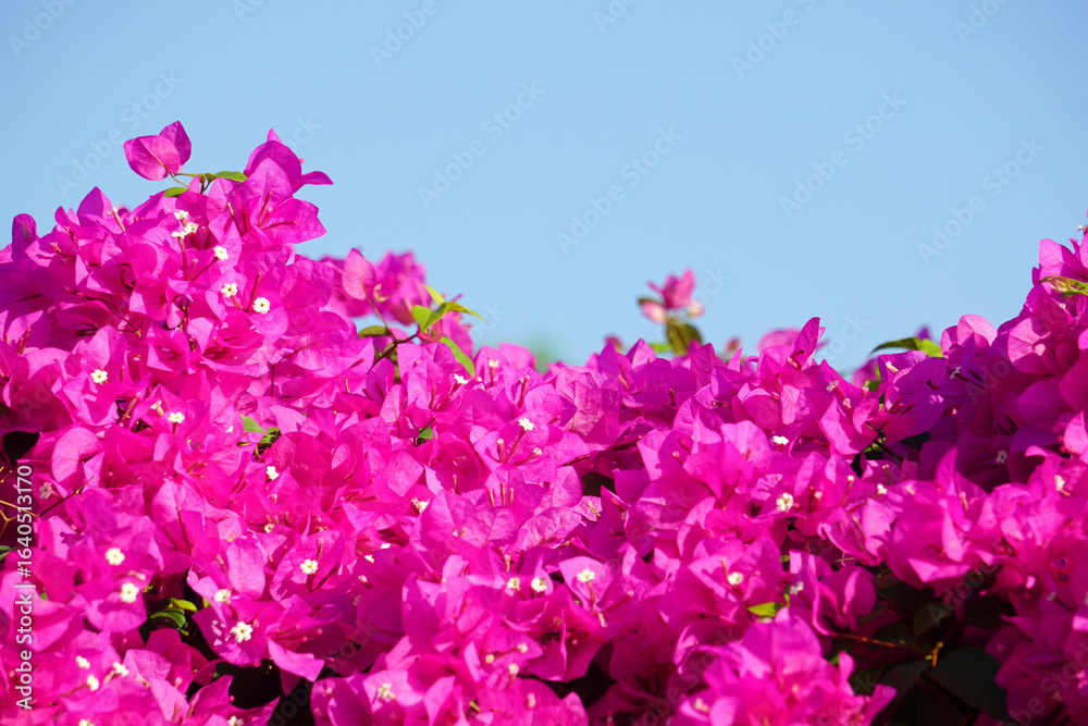 Fototapeta premium A multi-colored bunch of bougainvillea flowers, including pink, purple and white, bloom together in large clusters, with sunlight streaming down the background of green leaves.
